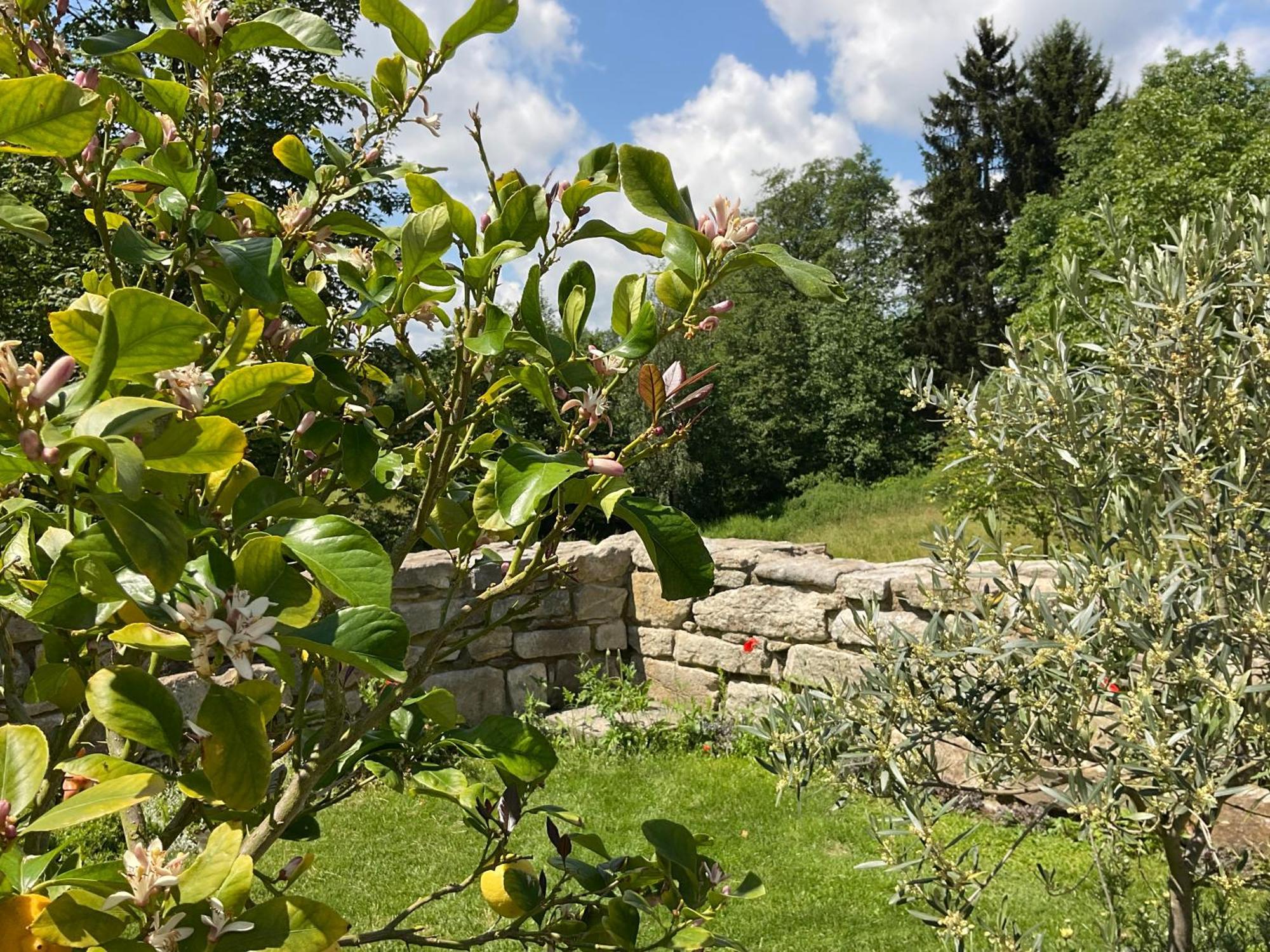 Design Ferienwohnung Mit Bauerngarten Waldkirchen Eksteriør billede